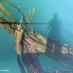 Capturing the Value of Kelp in BC: A Photo Essay